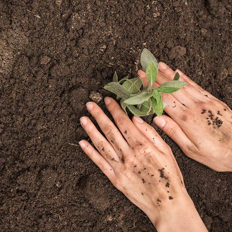 garden4_pic3 garden4_pic3